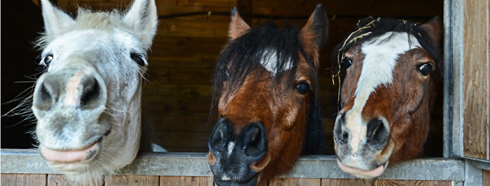 https://www.petinare.de/media/8c/f9/60/1729083398/W501-Atemwegserkrankungen-beim-Pferd-1.jpg